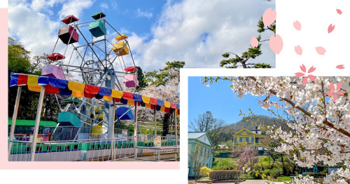 春のお花見観光（元町方面）