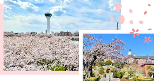 春のお花見観光（五稜郭方面）