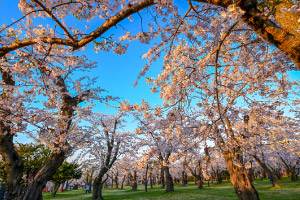 青葉ヶ丘公園【森町】