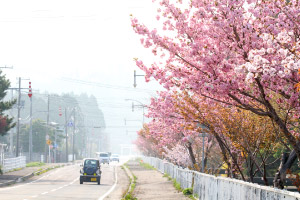 重内さくらロード【知内町】