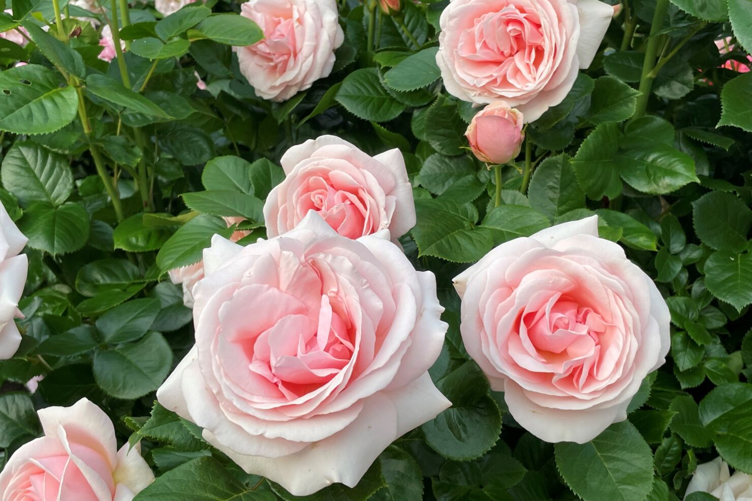 ヴィクトリアンローズ　ティールーム