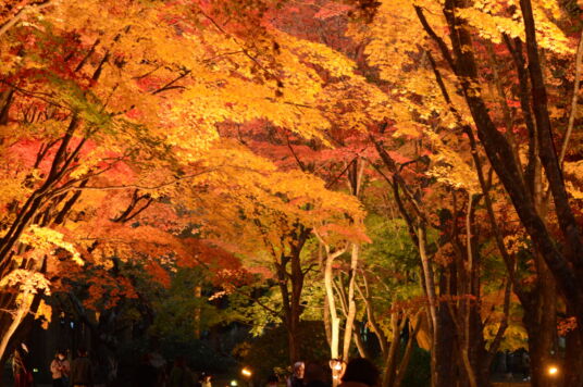 はこだてMOMI-Gフェスタ（2022）