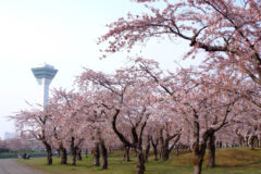 ライブラリー / 五稜郭公園（桜）02