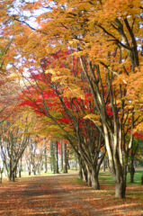 ライブラリー / 香雪園(見晴公園)04