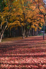 ライブラリー / 香雪園(見晴公園)06