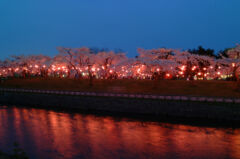 ライブラリー / 夜桜ライトアップ（五稜郭公園）01