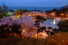 ライブラリー / 夜桜ライトアップ(函館公園)