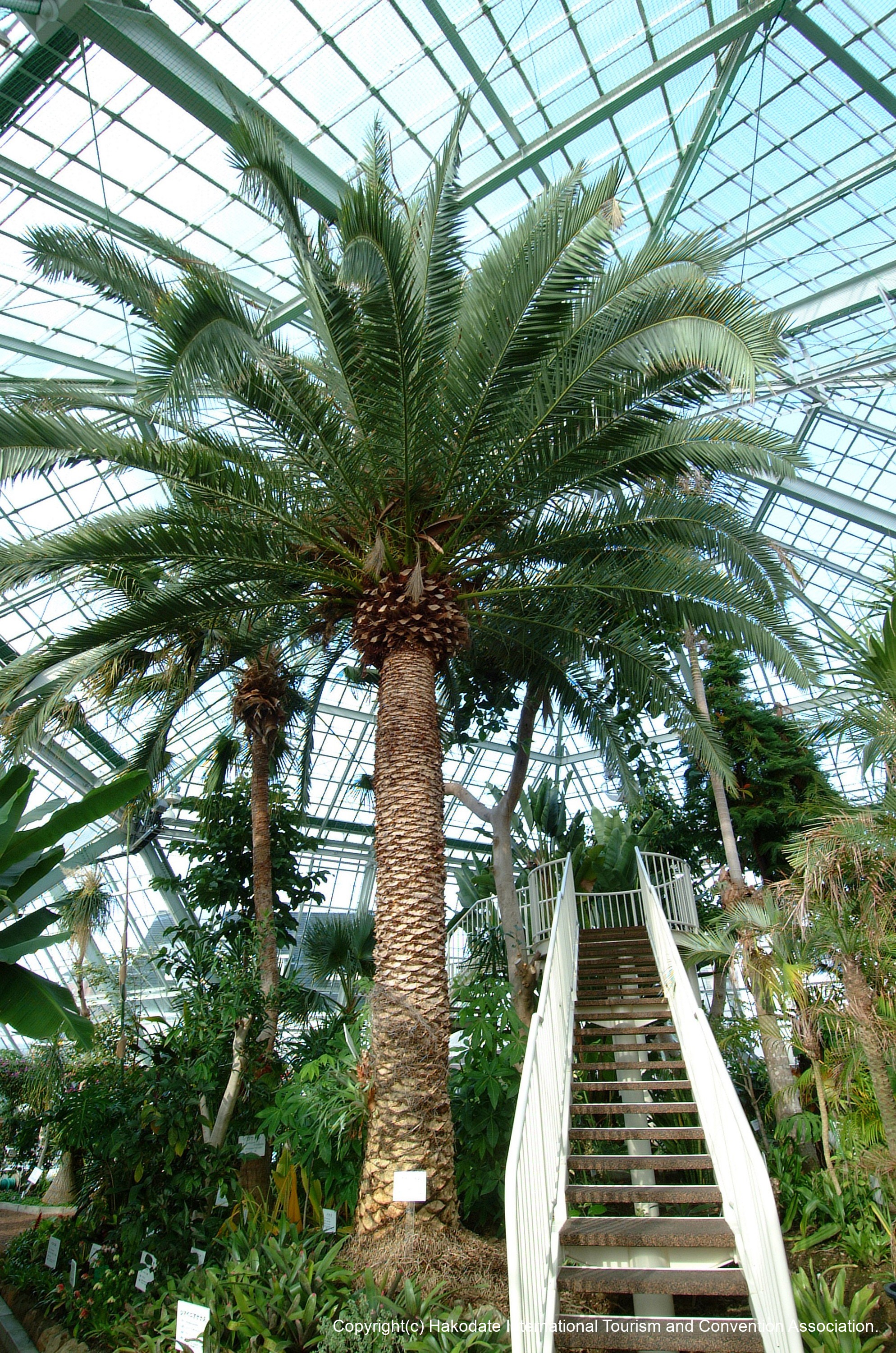函館市熱帯植物園2