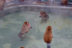 ライブラリー / 函館市熱帯植物園02