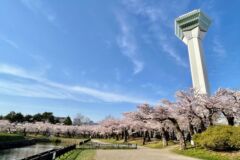 ライブラリー / 五稜郭公園（桜）03