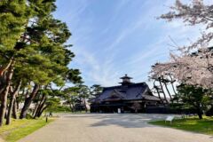 ライブラリー / 五稜郭公園（桜）05