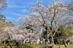 ライブラリー / 函館公園（桜）04