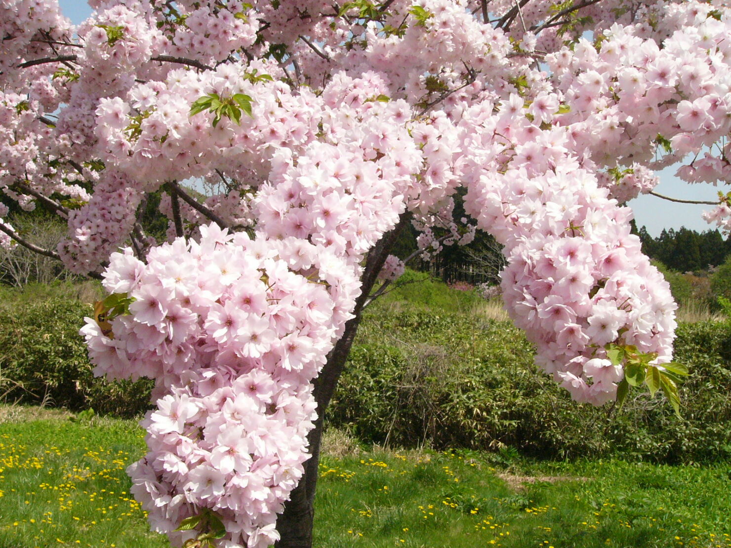 白絹(しらきぬ)