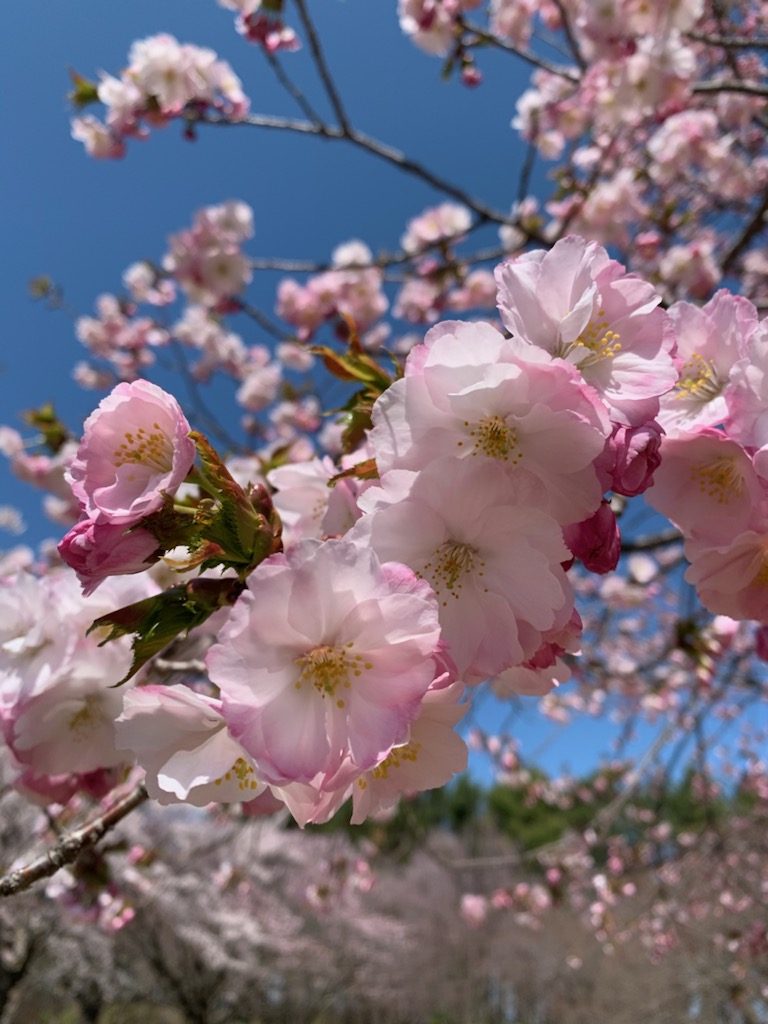 堀井緋桜