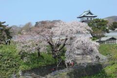松前公園(桜)